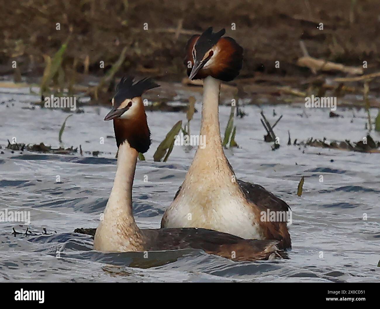 Great Crested Grebe divertendosi alla riserva naturale RSPB Rainham Marshes , Rainham, Essex - 07 aprile 2024. Foto Stock