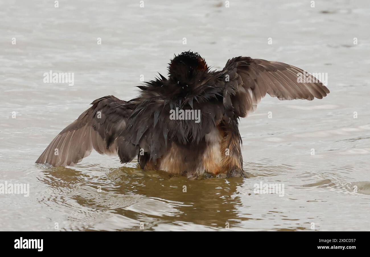 Little Grebe con acqua pinna presso la riserva naturale RSPB Rainham Marshes , Rainham, Essex - 07 aprile 2024. Foto Stock