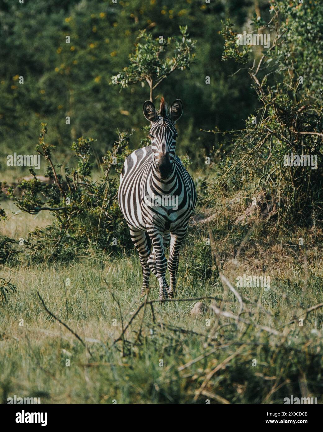 Ritratto di zebra in Uganda Foto Stock