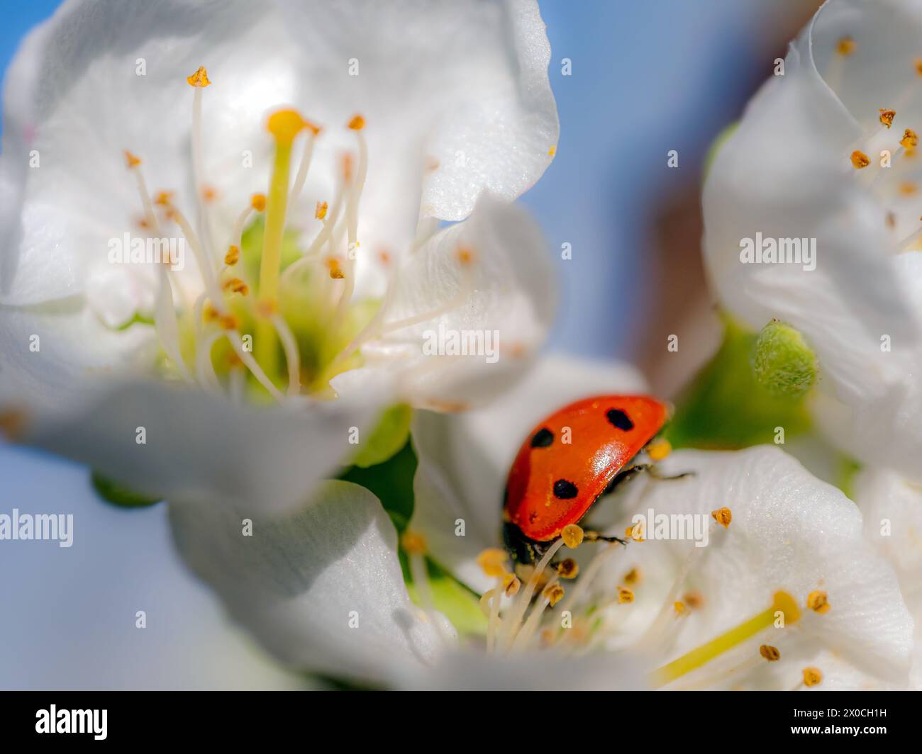 Foto ravvicinata di coccinella all'interno dei fiori di prugne in fiore Foto Stock