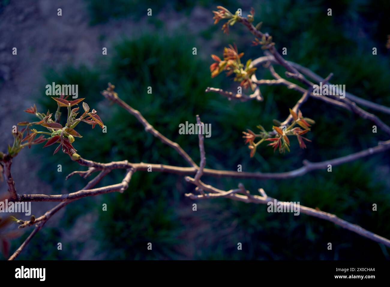 germogli primaverili di un albero di noce Foto Stock