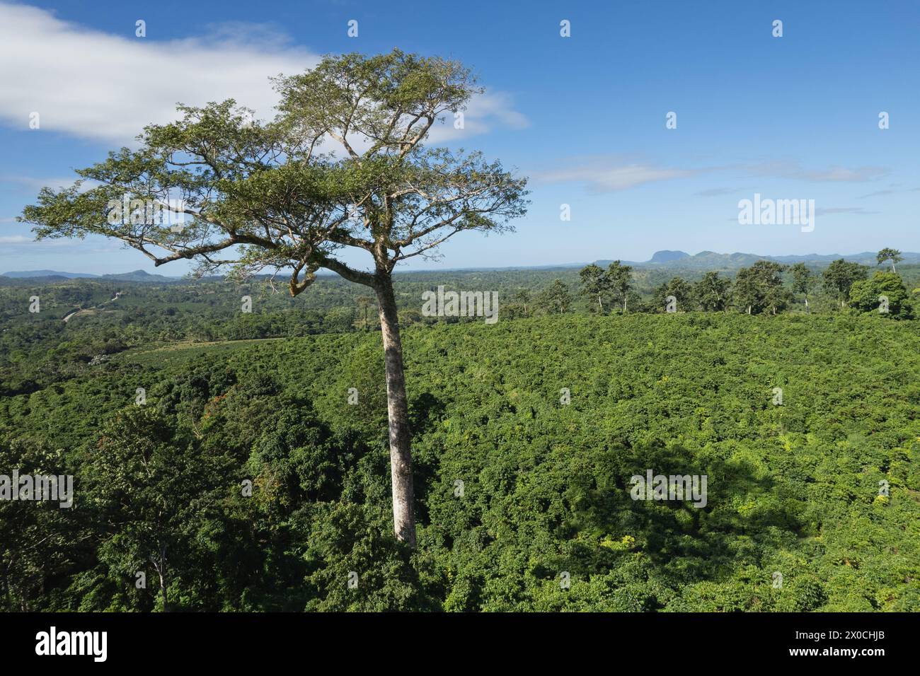 Enorme albero rosso sul paesaggio verde con vista aerea dei droni Foto Stock