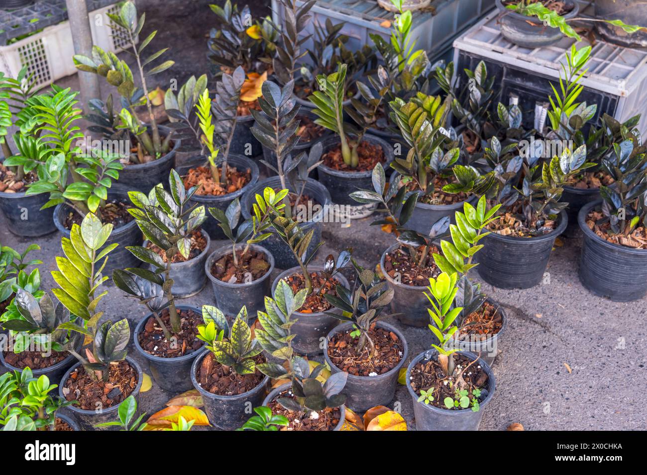 Zamioculcas raven Black Hybrid, Zanzibar Gem, ZZ Plant, Zuzu Plant coltivato nel mercato di strada. Foto Stock