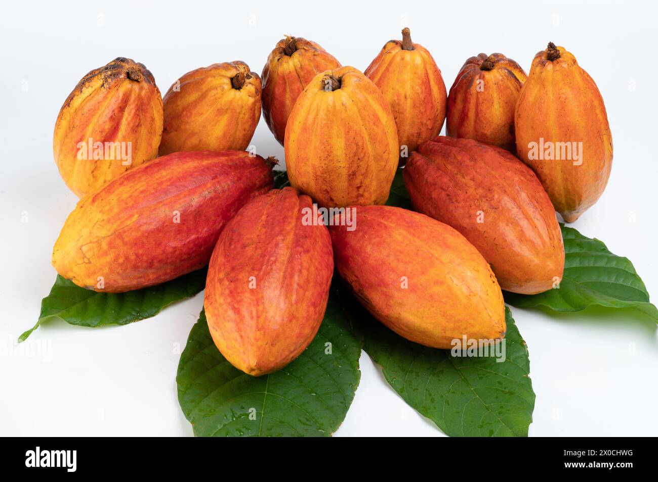 Molte cialde di cacao increspate con foglie verdi isolate su sfondo bianco dello studio Foto Stock