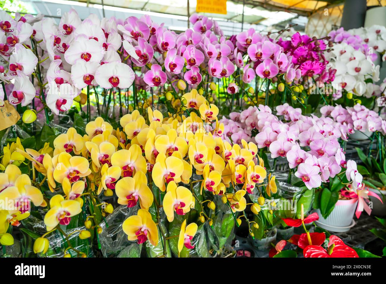 Orchidee phalaenopsis bianche, rosa, viola viola e gialle su un bancone del mercato dei fiori. Foto Stock