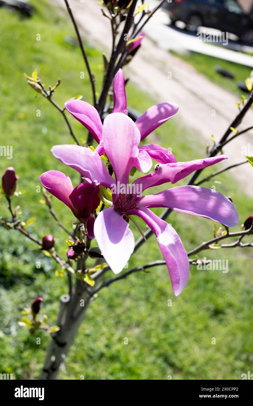 Bellissimi fiori di magnolia rosa sull'albero. Magnolia fiorisce nel giardino primaverile magnolia fiorente, tulipani. Magnolia Sulanjana primo piano sfondo primaverile Foto Stock