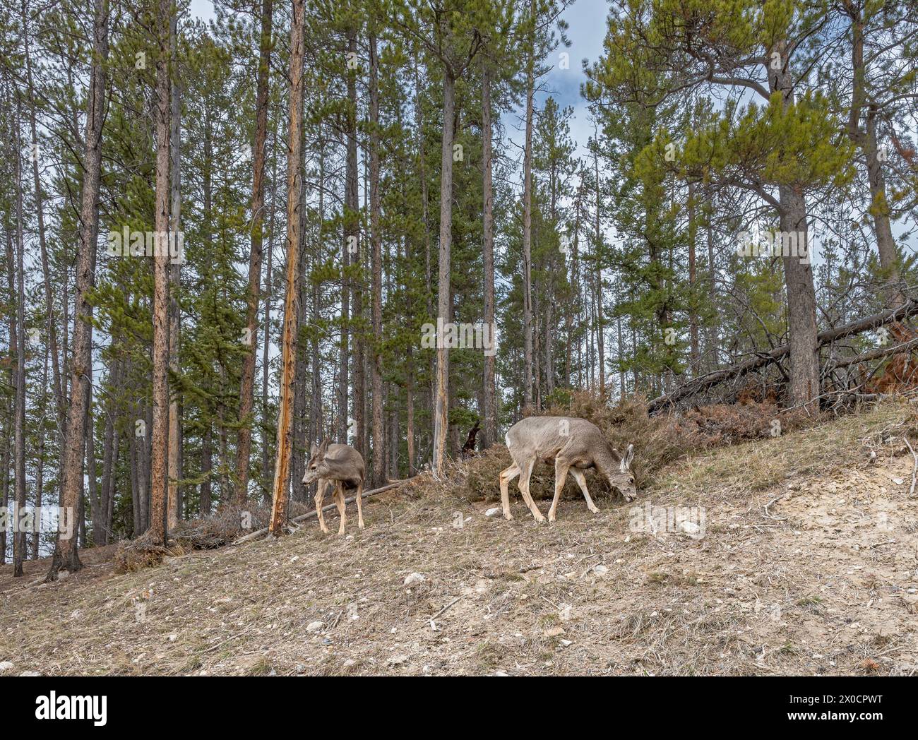 Due cervi muli (Odocoileus hemionus) che pascolano su un pendio roccioso nel Banff National Park, Alberta, Canada Foto Stock