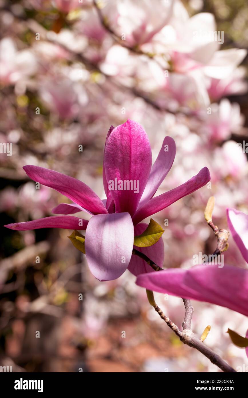 Bellissimi fiori di magnolia rosa sull'albero. Magnolia fiorisce nel giardino primaverile magnolia fiorente, tulipani. Magnolia Sulanjana primo piano sfondo primaverile Foto Stock