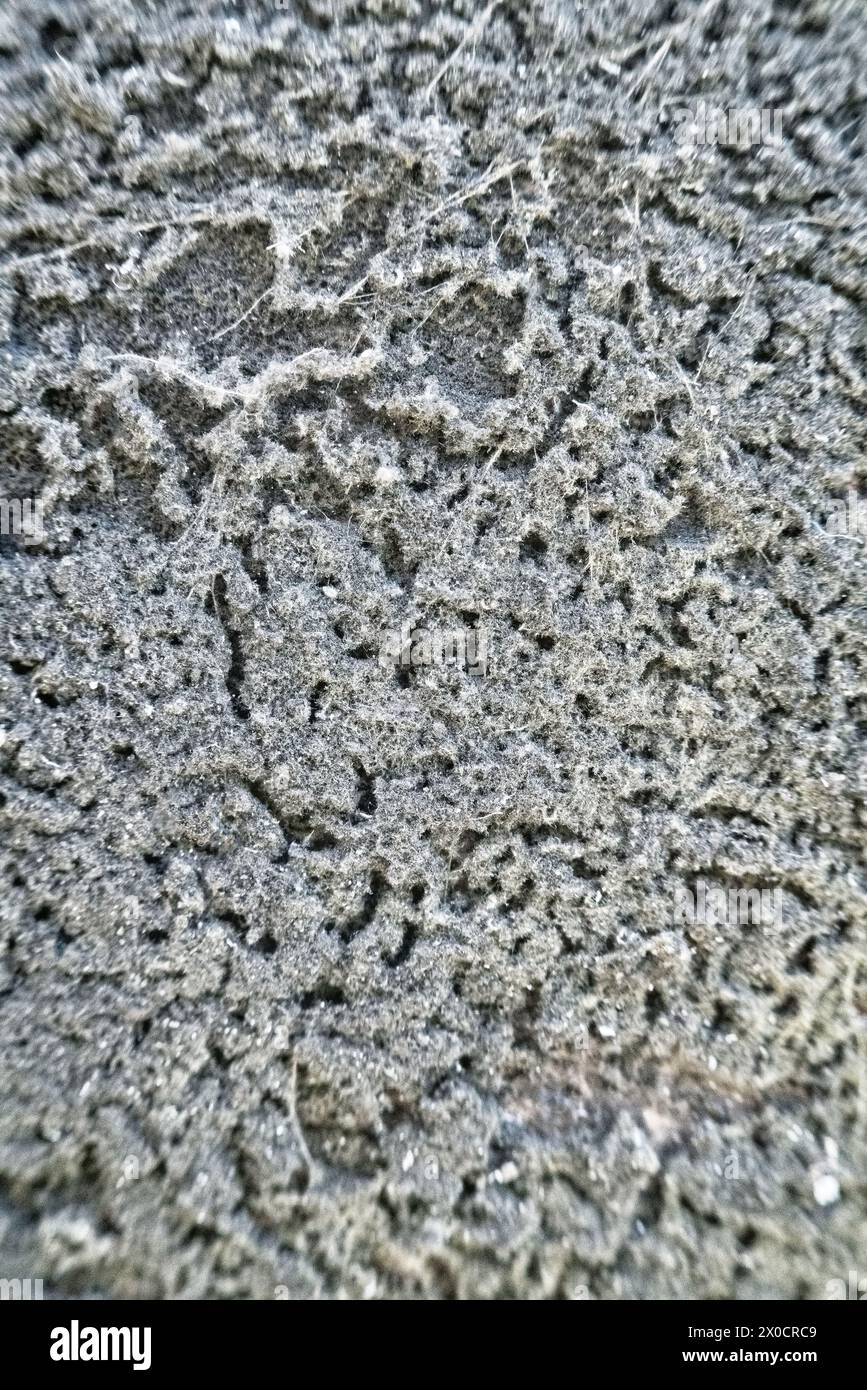 I funghi di muffa nera (forse Aspergillus niger) sono cresciuti su un asse di legno. Danni ai mobili. Sfondo stampo Foto Stock