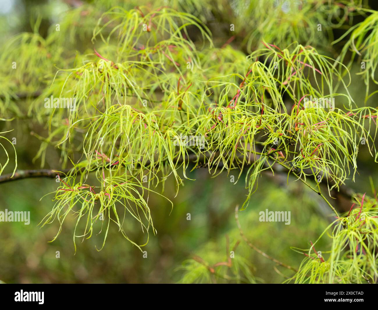 Filo altamente sezionato come fogliame primaverile dell'acero giapponese ornamentale resistente, Acer palmatum "Kinshi" Foto Stock