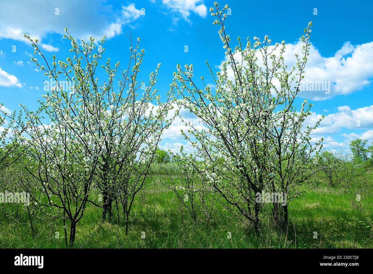 Mela selvatica europea (Malus sylvestris) e ciliegia frutescente selvatica. Appezzamento di foresta-steppa, fioritura di alberi da frutto selvatici. Tipo di biocenosi vicino al natur Foto Stock