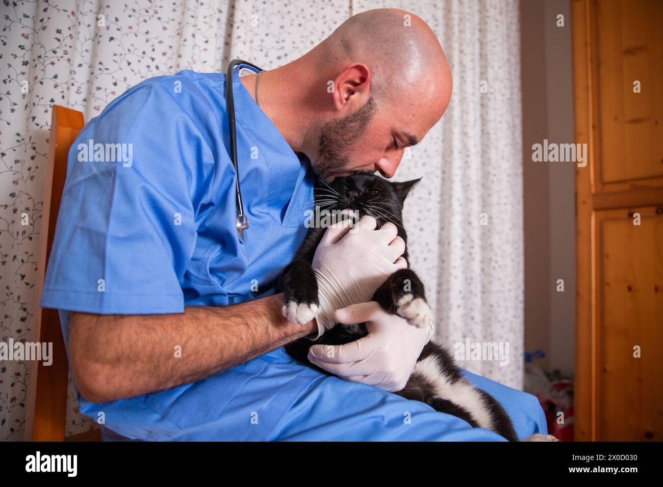 un veterinario sta baciando un gatto durante una visita medica. Foto Stock