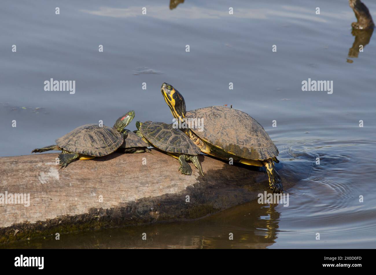 Cursori con orecchie rosse, Trachemys scripta elegans, e Slider con panciotto giallo, Trachemys scripta, crogiolarsi sul tronco Foto Stock