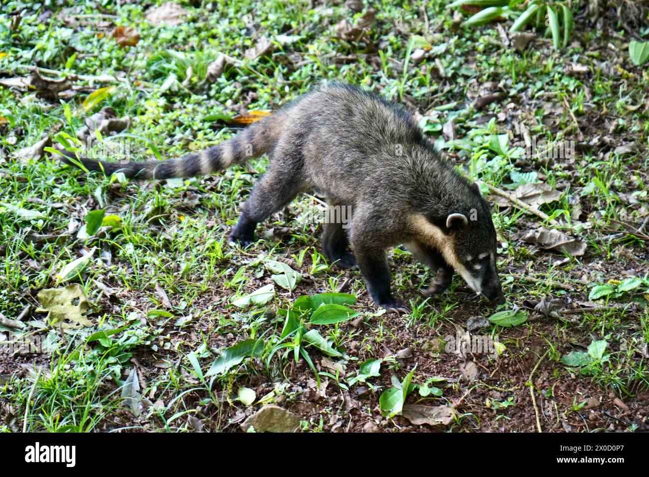 Coati sudamericani (Nasua nasua), noto anche come coati dalla coda ad anello, vicino alle cascate di Iguazu in Brasile. Foto Stock