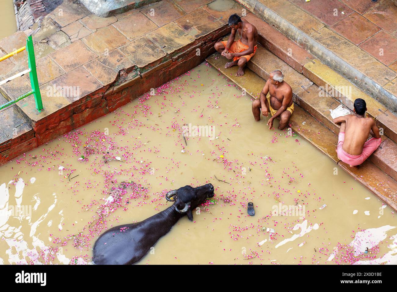 Bagnanti e bufali d'acqua nel fiume Gange a Varanasi, India Foto Stock