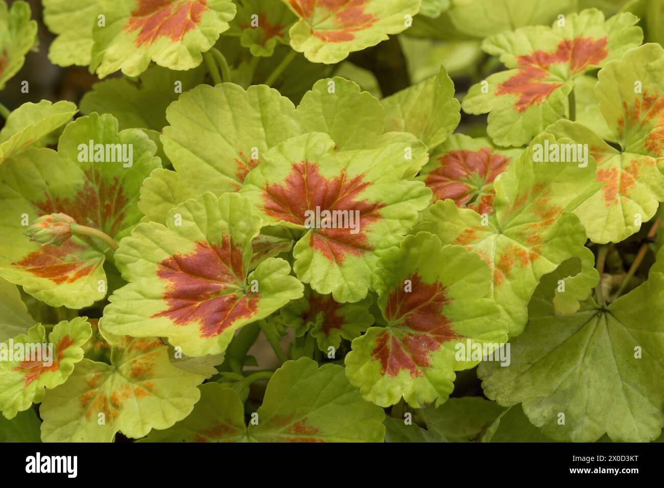 Pelargonium 'Occold Shield' Geranium Showy Foliage. Foto Stock