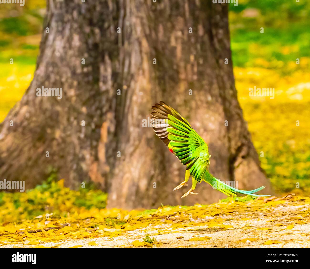 Un pappagallo rosa atterra a terra Foto Stock