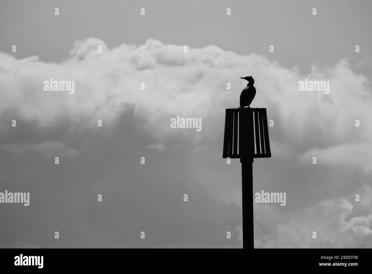 B&W Cormorant, Bexhill Foto Stock