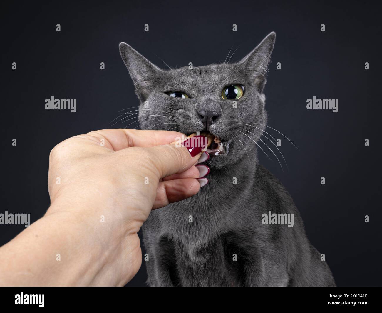 Colpo alla testa di gatto Korat adulto, morso in caramelle tenute da mano umana. Guardare la fotocamera con gli occhi grandi. Isolato su sfondo nero. Foto Stock
