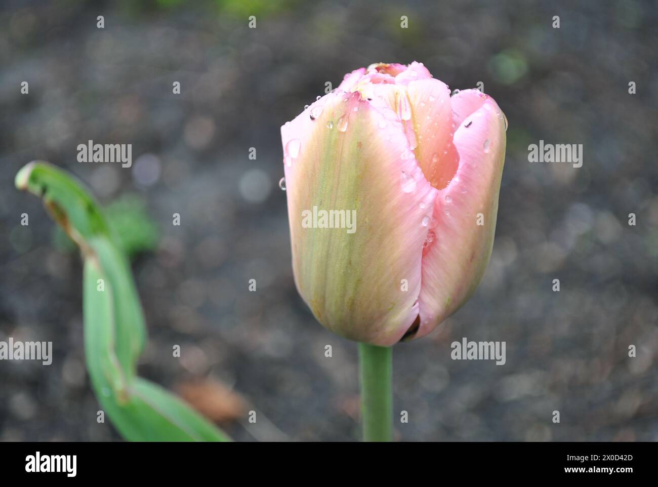 Un delicato bocciolo di tulipani si staglia alto, con gocce di rugiada aggrappate ai suoi morbidi petali rosa Foto Stock