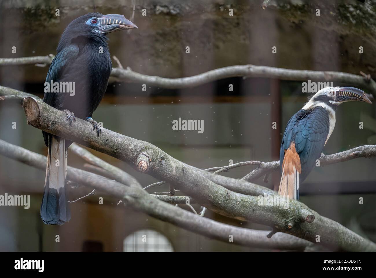 Il menagerie, lo zoo del giardino botanico. Vista di un uccello tarictico di coppia di carpini in una gabbia per uccelli Foto Stock