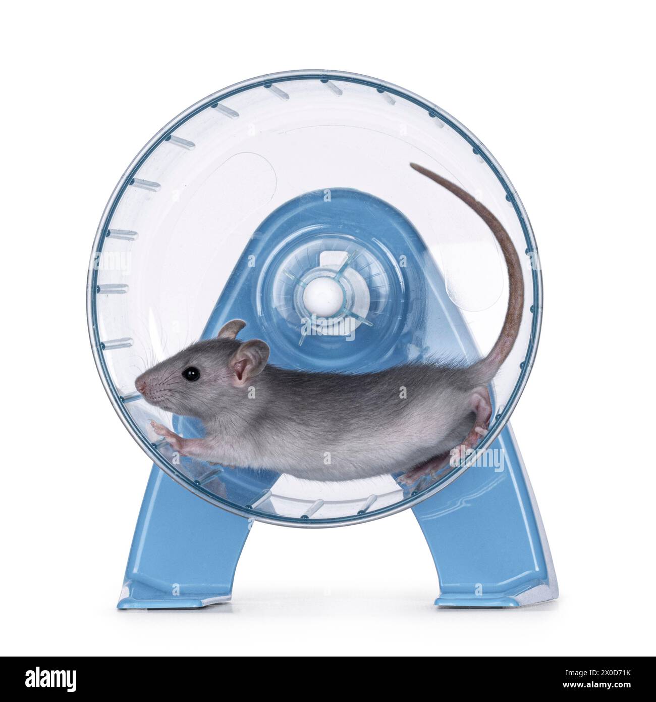 Giovane ratto blu, che corre in trasparente con ruota blu per esercizi. Isolato su sfondo bianco. Foto Stock