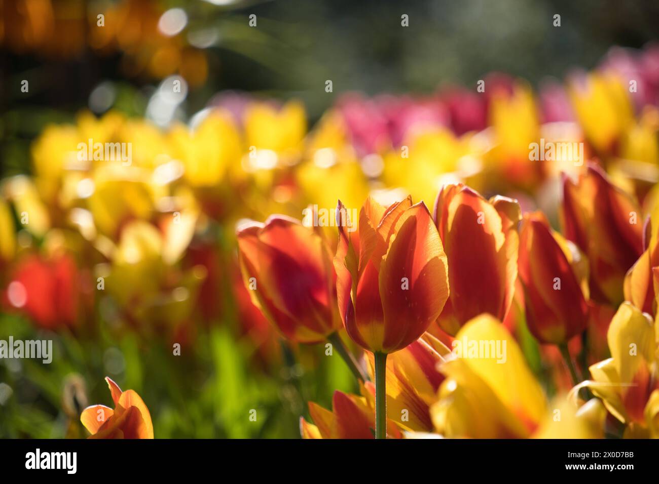 Tulpen auf der Insel Mainau *** tulipani sull'isola di Mainau Foto Stock