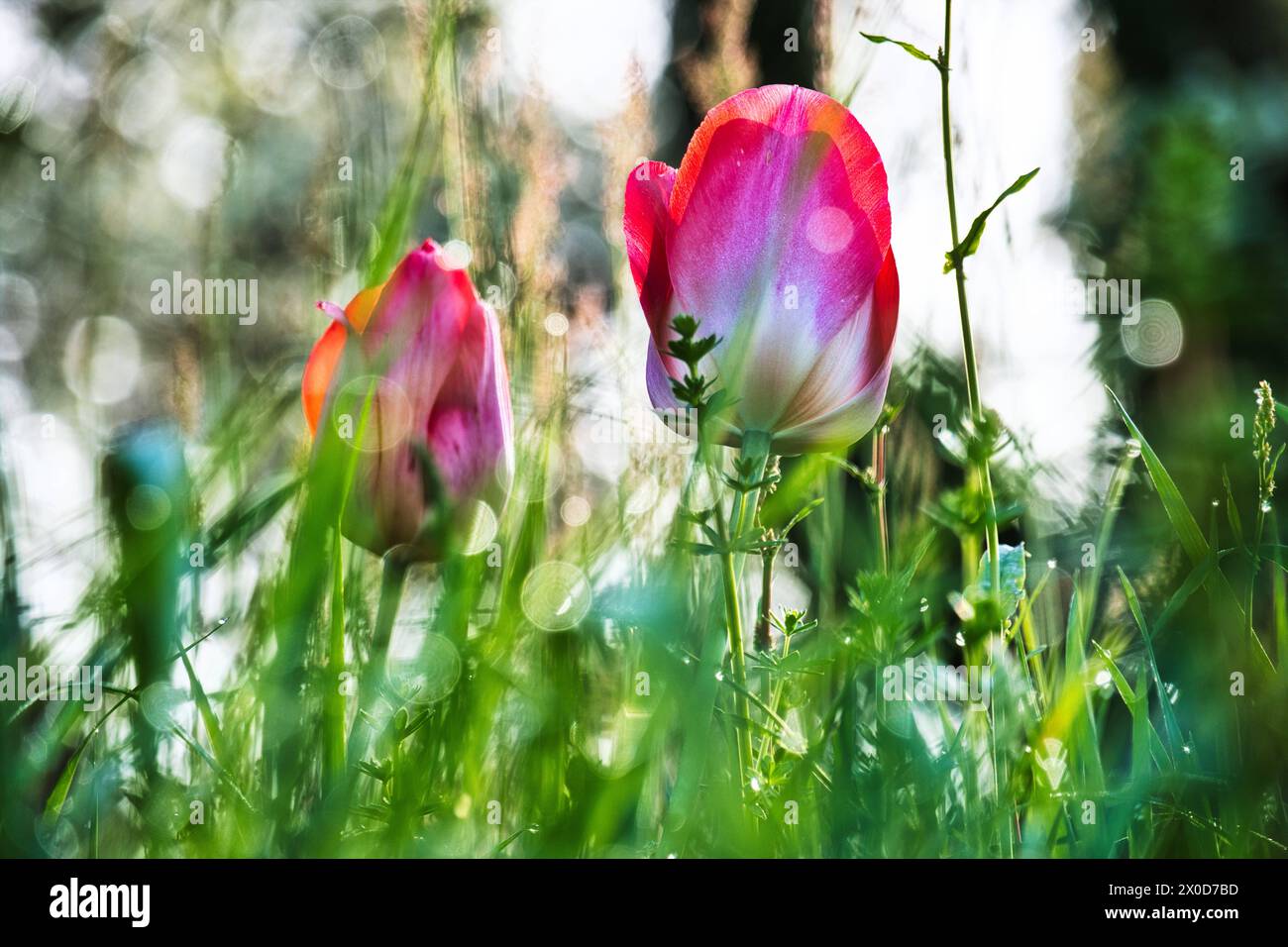 Tulpen in der Frühlingswiese *** tulipani nel prato primaverile Foto Stock