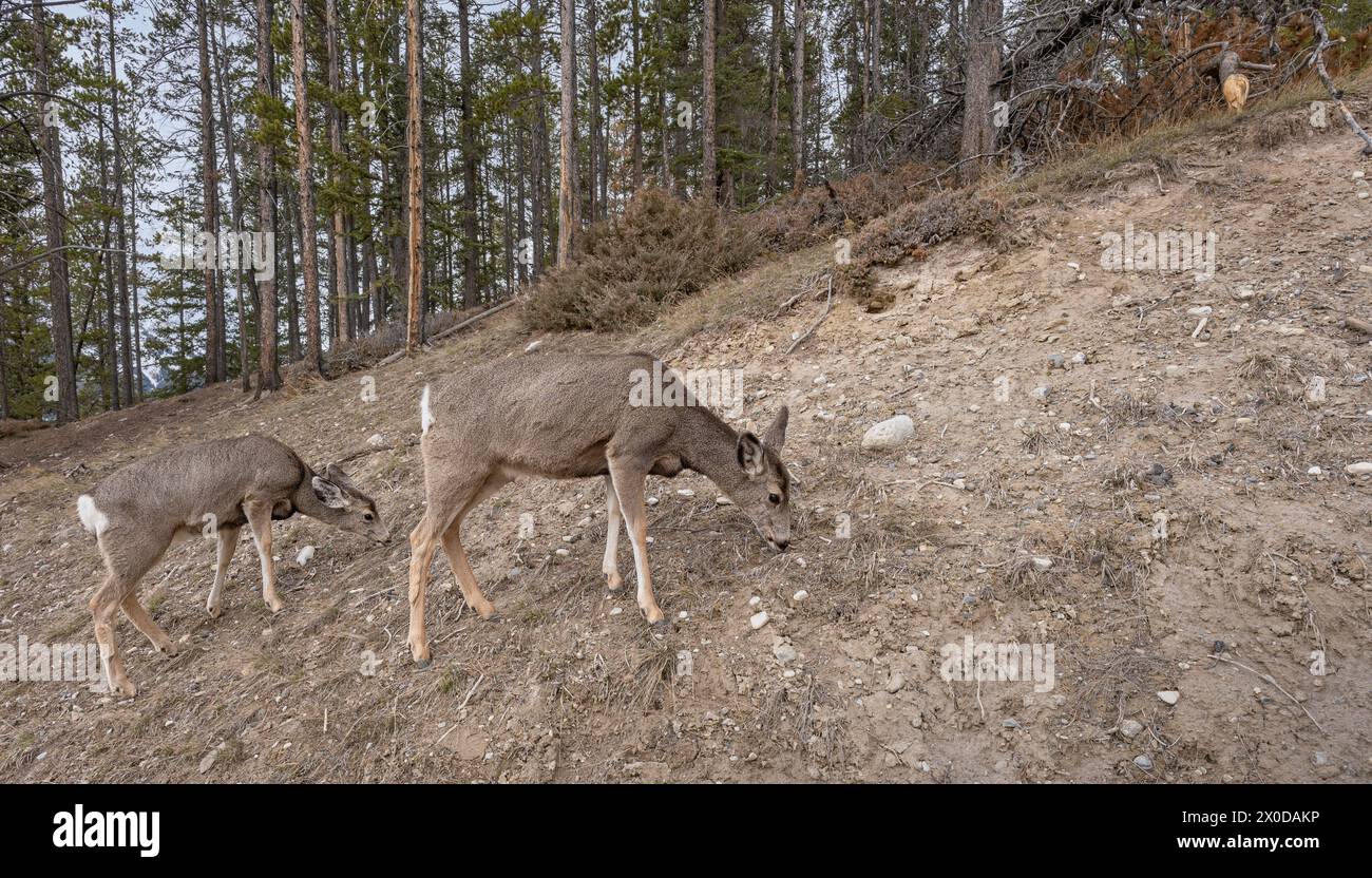 Due cervi muli (Odocoileus hemionus) che pascolano su un pendio roccioso nel Banff National Park, Alberta, Canada Foto Stock