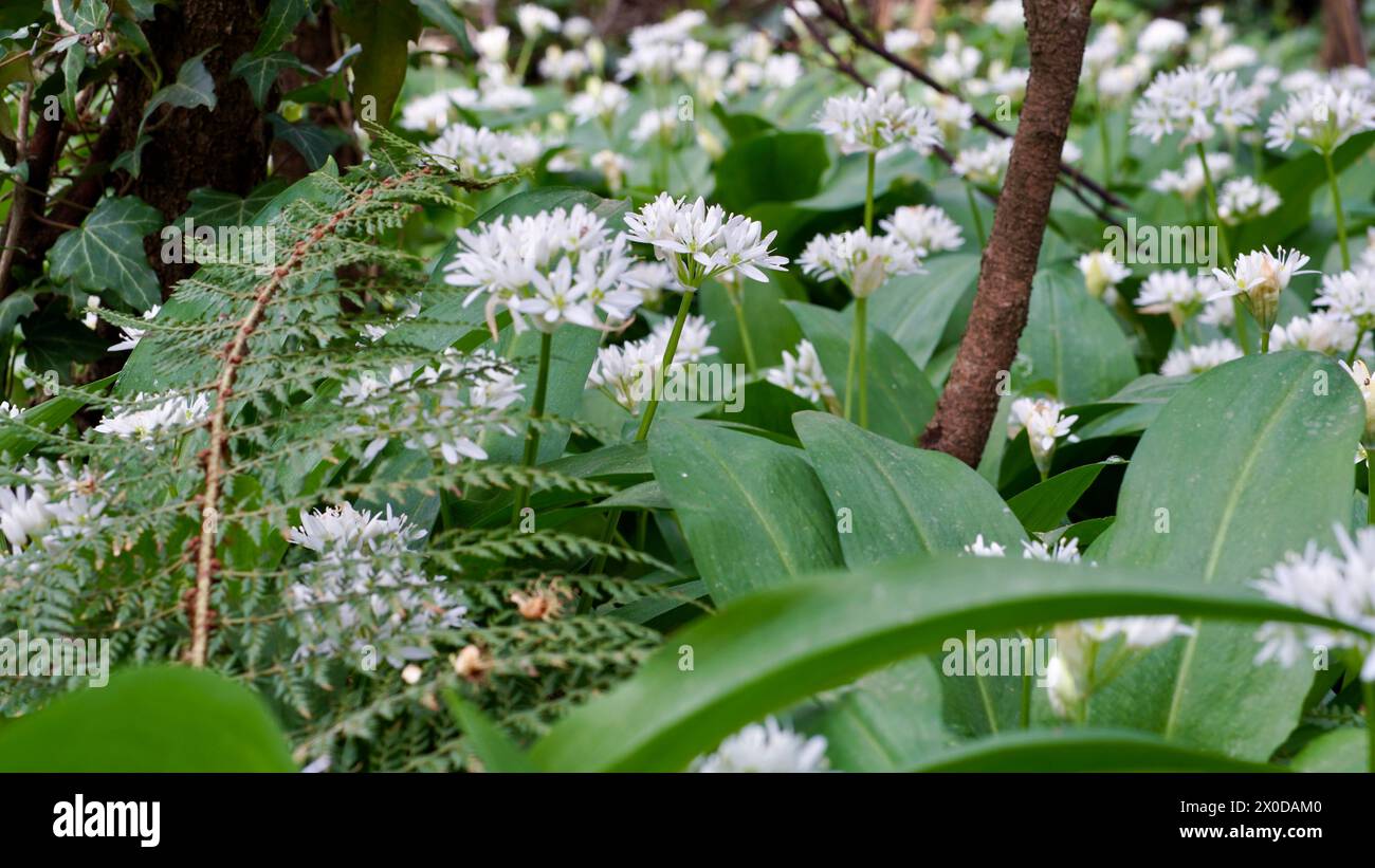 Aglio selvatico in fiore in un giardino ad aprile. Foto Stock