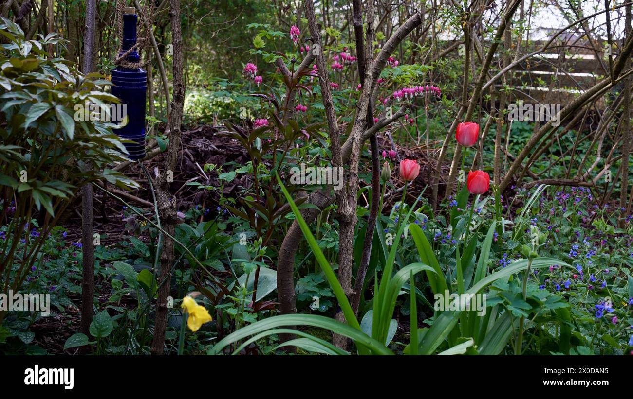 Un giardino naturale in primavera con tulipani rossi e cuore sanguinante. Foto Stock