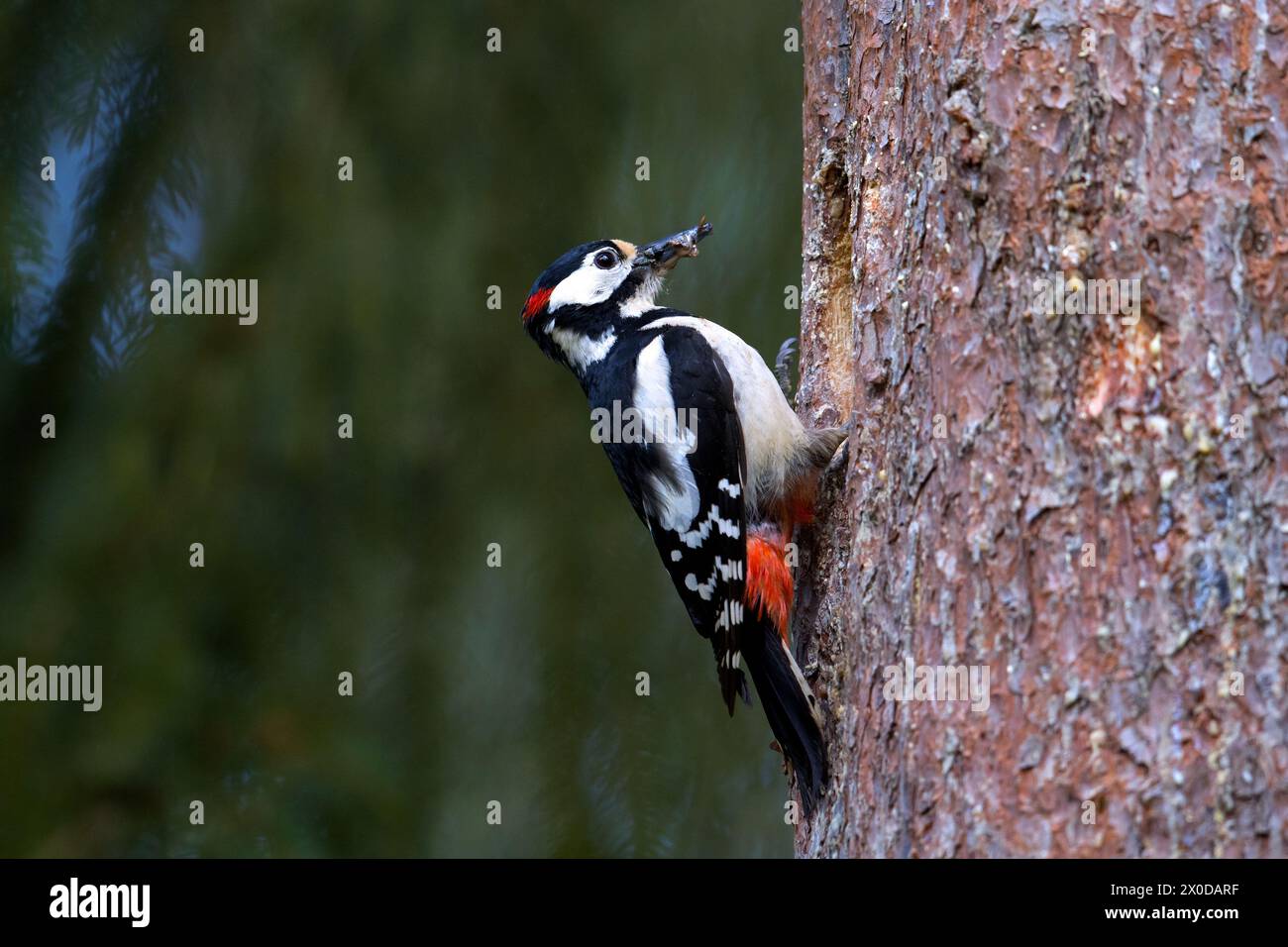 Grande picchio maculato (Dendrocopos Major) maschio adulto all'ingresso del nido nel tronco dell'albero nella foresta di abeti rossi in primavera Foto Stock