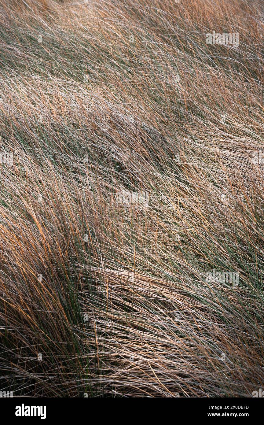 Cornice completa di dune erbose al sole della sera Foto Stock
