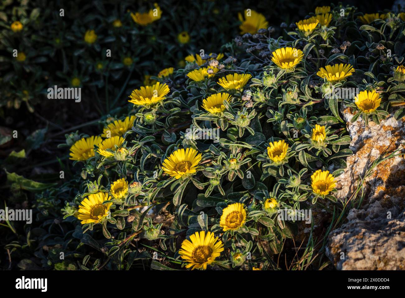 Pallenis maritima (L.) Greuter, 1997, fiore giallo sulla costa, Cala Rafalino, Manacor, Maiorca, Isole Baleari, Spagna Foto Stock