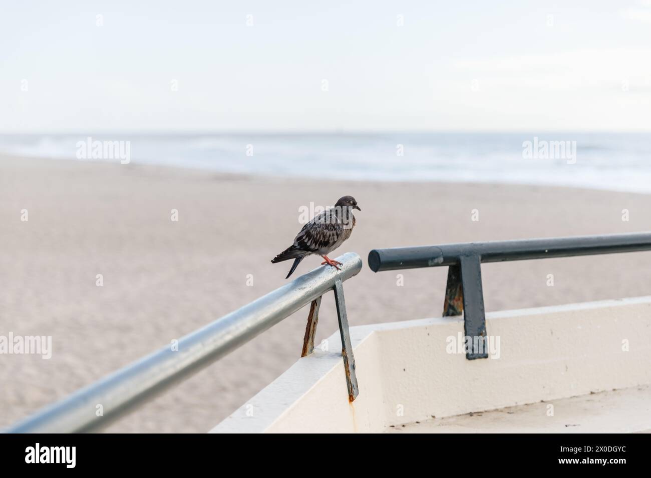 Pigeon dorme sulla spiaggia di Povoa de Varzim, Porto, Portogallo Foto Stock