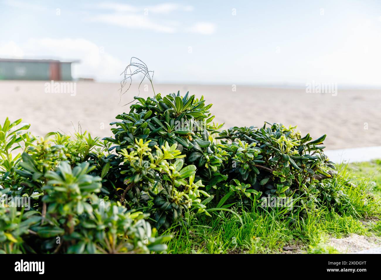 Vegetazione costiera sulla spiaggia in autunno a Povoa de Varzim Beach, Porto, Portogallo Foto Stock