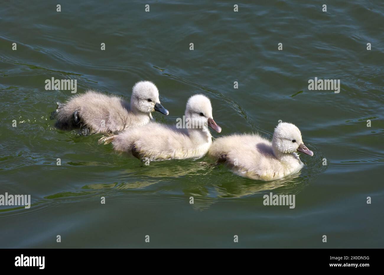 Tre cigni giovani di Mute Swan (Cygnus olor) che nuotano uno dietro l'altro Foto Stock