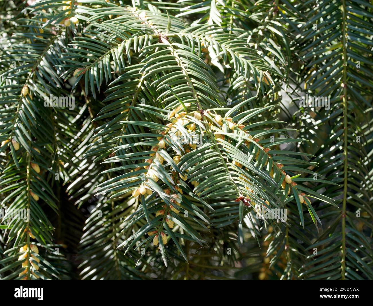 Giapponese torreya, Japanische Nusseibe, kaya, Torreya nucifera, japán nagymagvú tiszafa, Ungheria, Magyarország, Europa Foto Stock