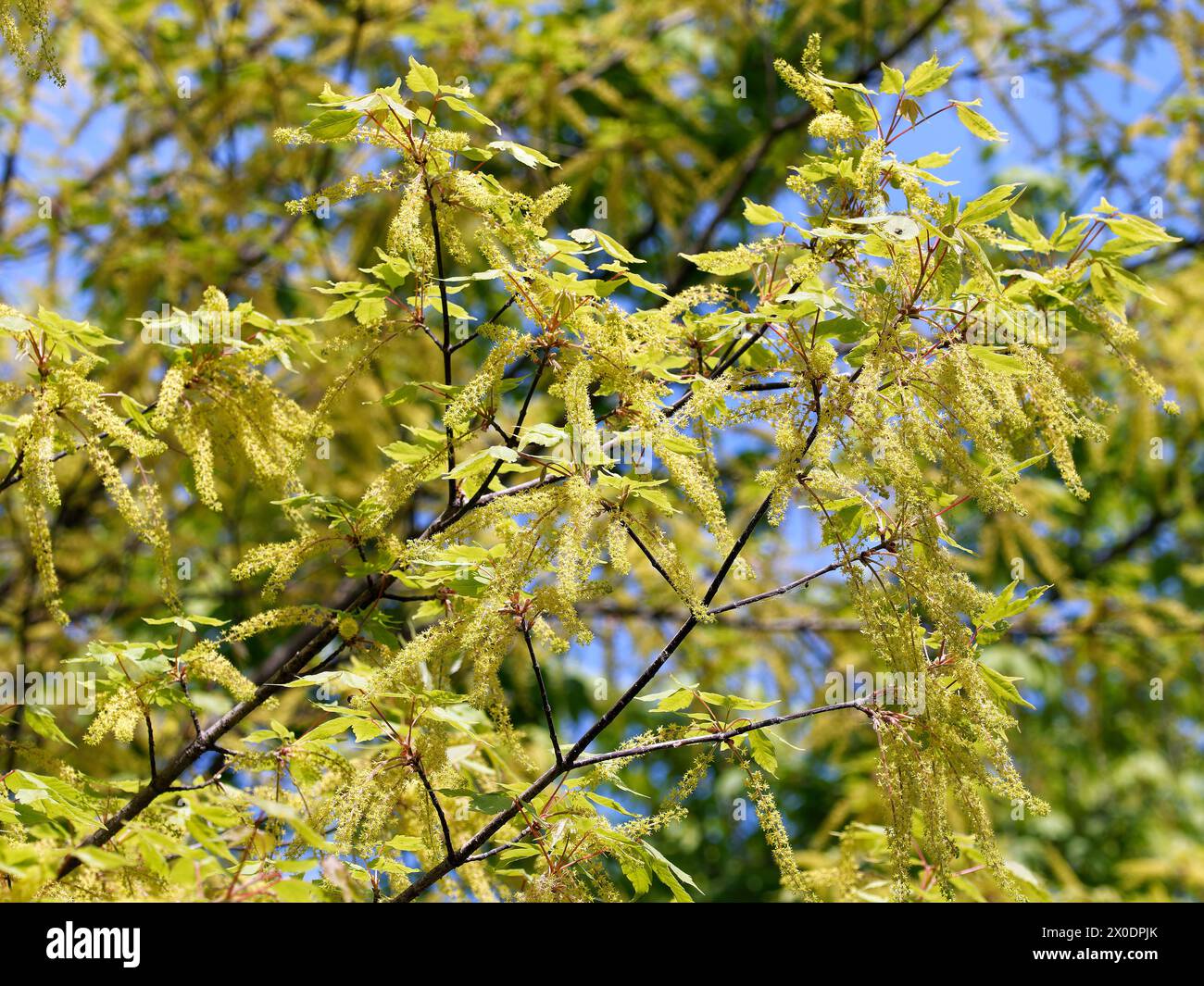 Acero vineleaf, Cissusblättriger Ahorn, Érable à feuille de vigne, Acer cissifolium, vadszőlőlevelű juhar, Budapest, Ungheria, Magyarország, Europa Foto Stock