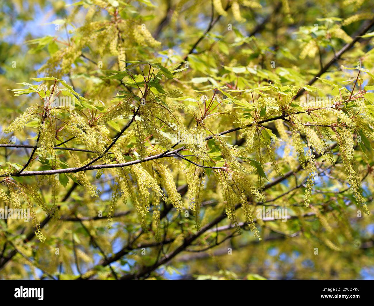 Acero vineleaf, Cissusblättriger Ahorn, Érable à feuille de vigne, Acer cissifolium, vadszőlőlevelű juhar, Budapest, Ungheria, Magyarország, Europa Foto Stock