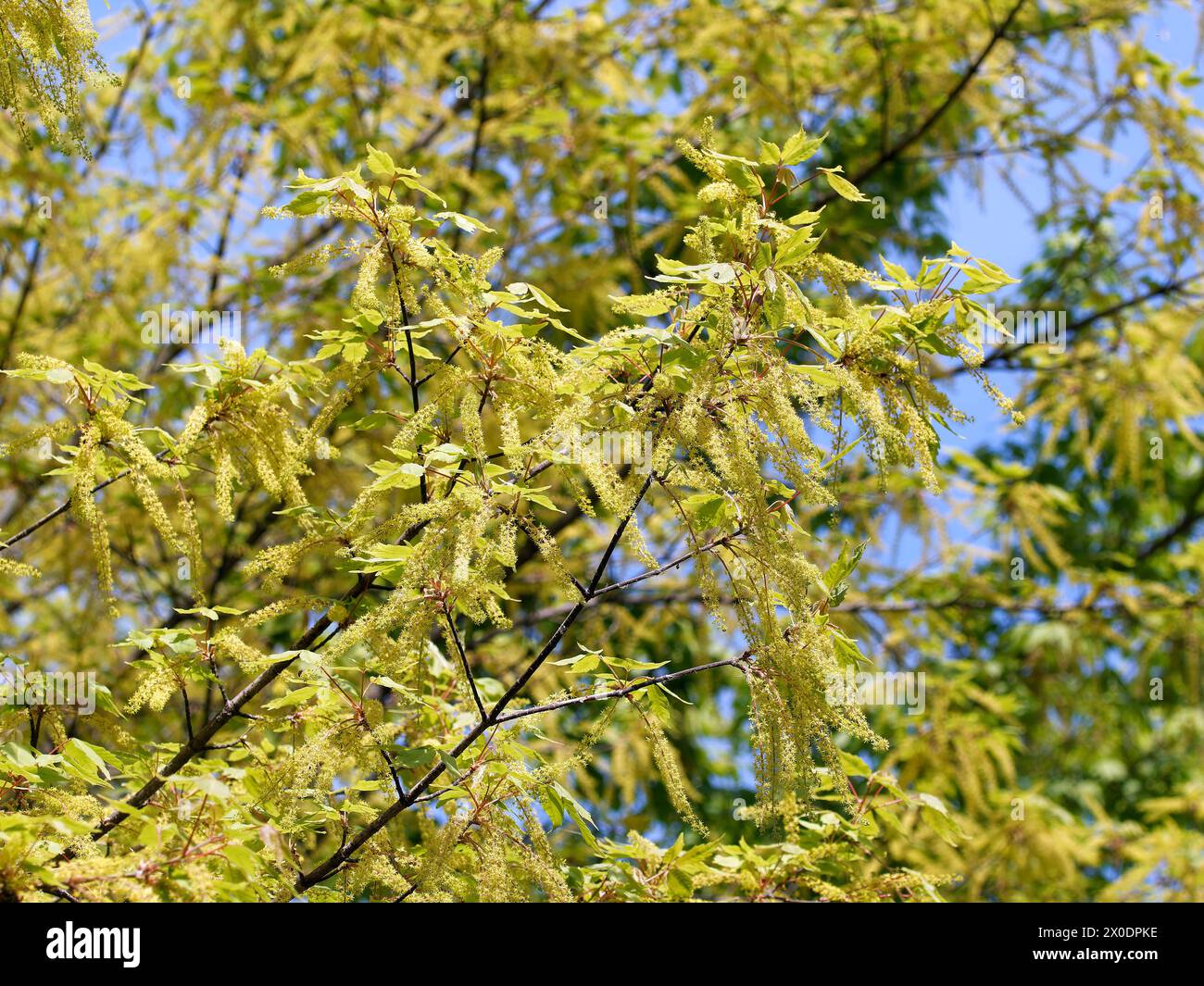 Acero vineleaf, Cissusblättriger Ahorn, Érable à feuille de vigne, Acer cissifolium, vadszőlőlevelű juhar, Budapest, Ungheria, Magyarország, Europa Foto Stock