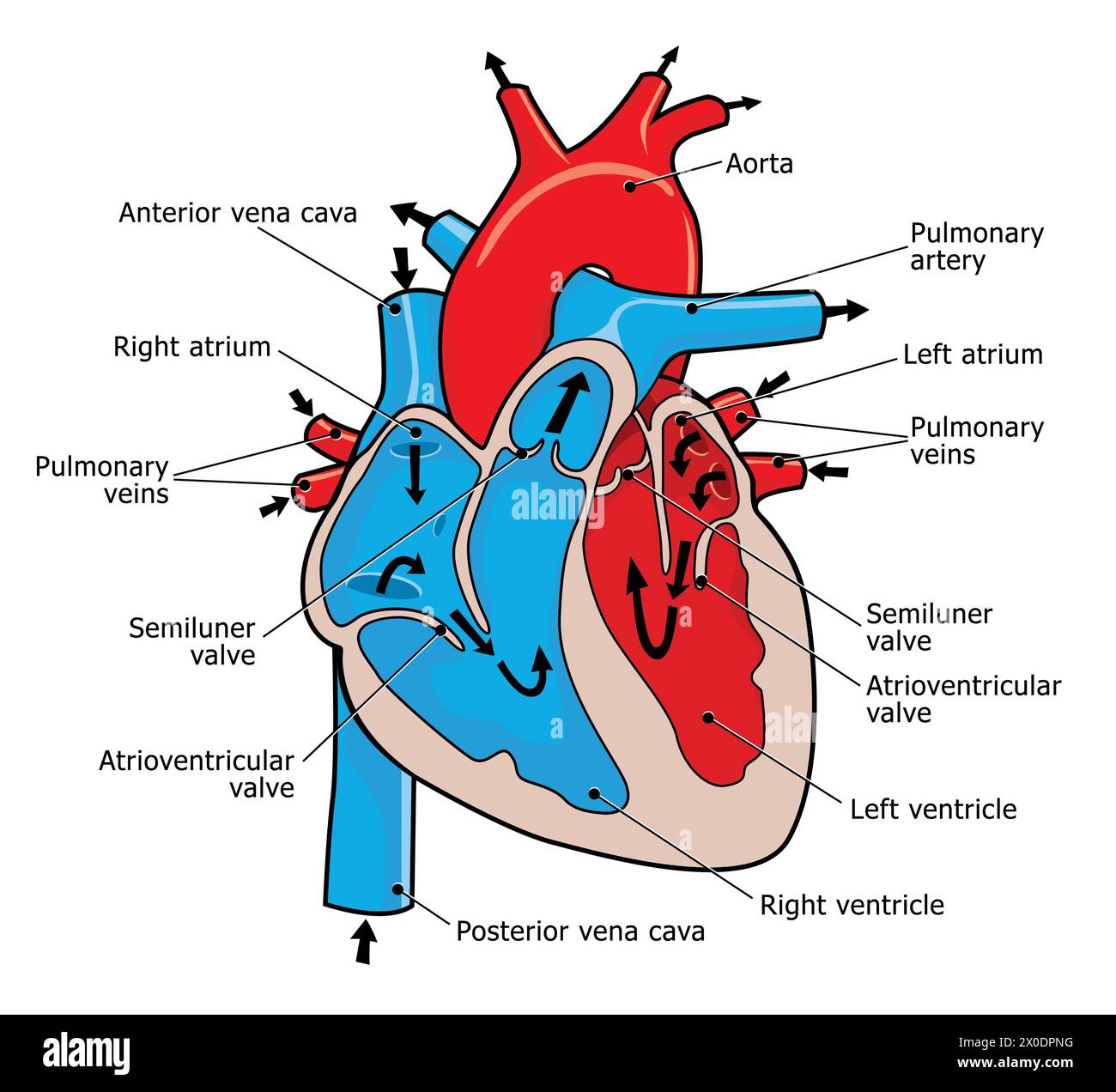 illustrazione medica di come funziona il cuore umano Foto Stock