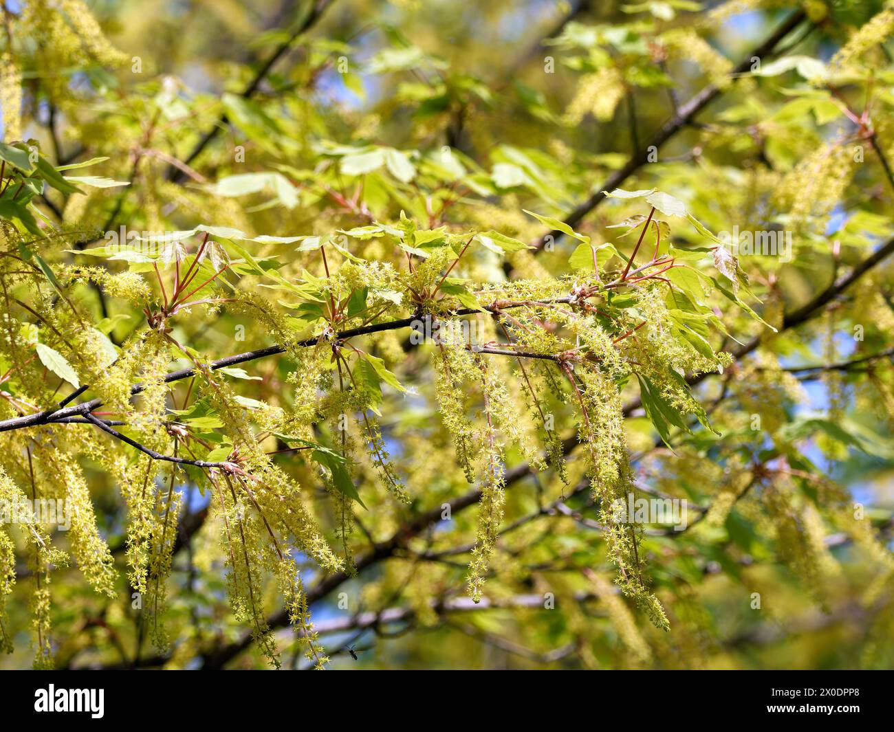 Acero vineleaf, Cissusblättriger Ahorn, Érable à feuille de vigne, Acer cissifolium, vadszőlőlevelű juhar, Budapest, Ungheria, Magyarország, Europa Foto Stock