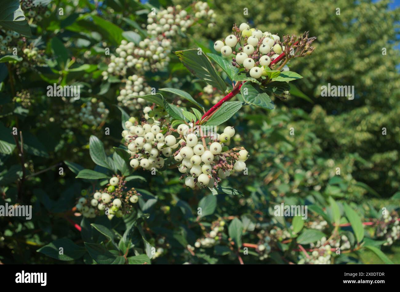 Primo piano di bacche bianche sul cespuglio Foto Stock