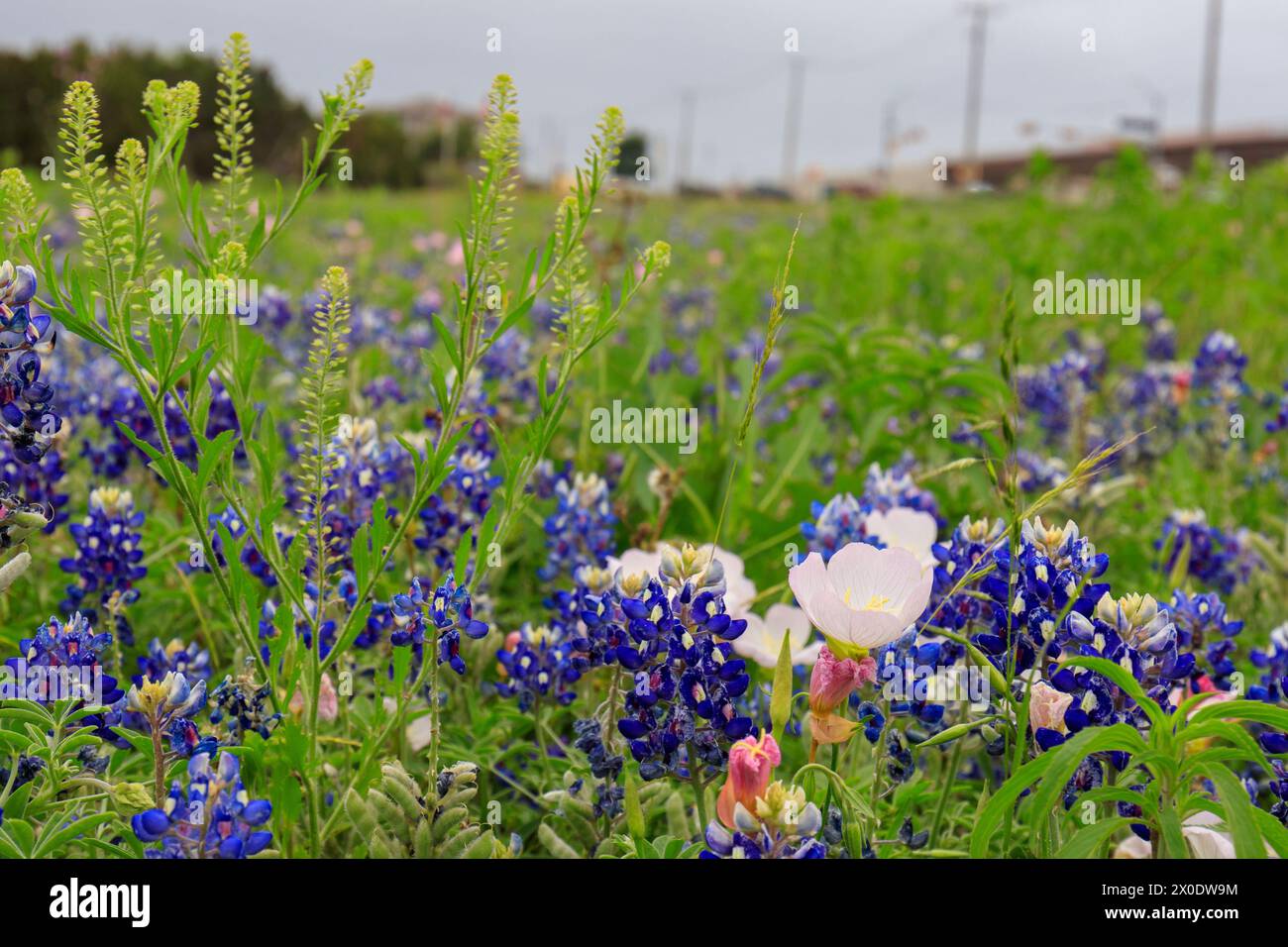 Liberty Hill, Texas, USA Pink Evening Primrose e Bluebonnet Wildflowers nella Texas Hill Country lungo l'autostrada statale 183 del Texas Foto Stock