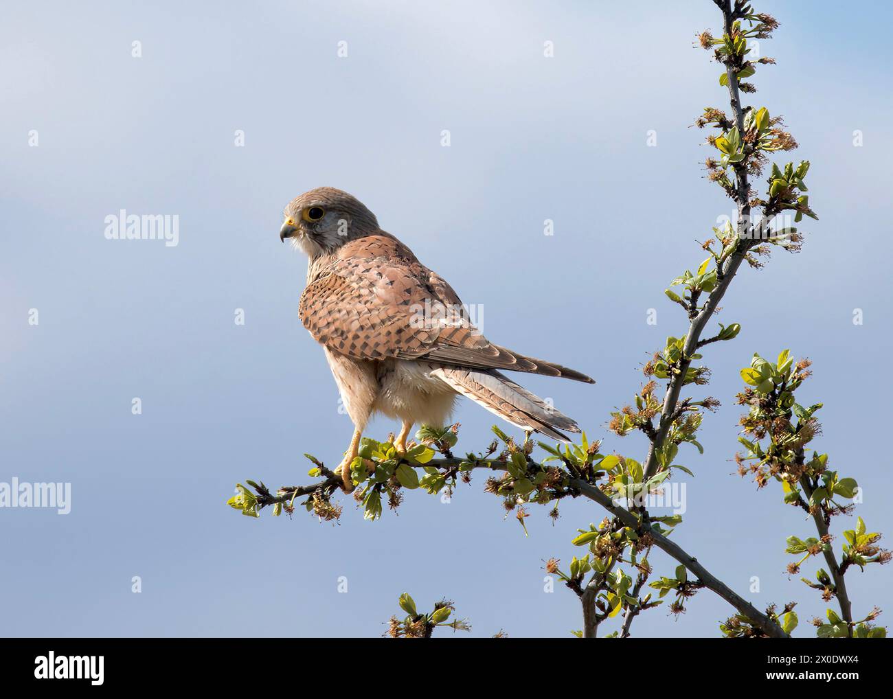 Kestrel femmina appollaiata sulla diramazione di Treetop, sull'estuario del Tamigi, vicino a RSPB Rainham Marshes, Purfleet, Essex Foto Stock