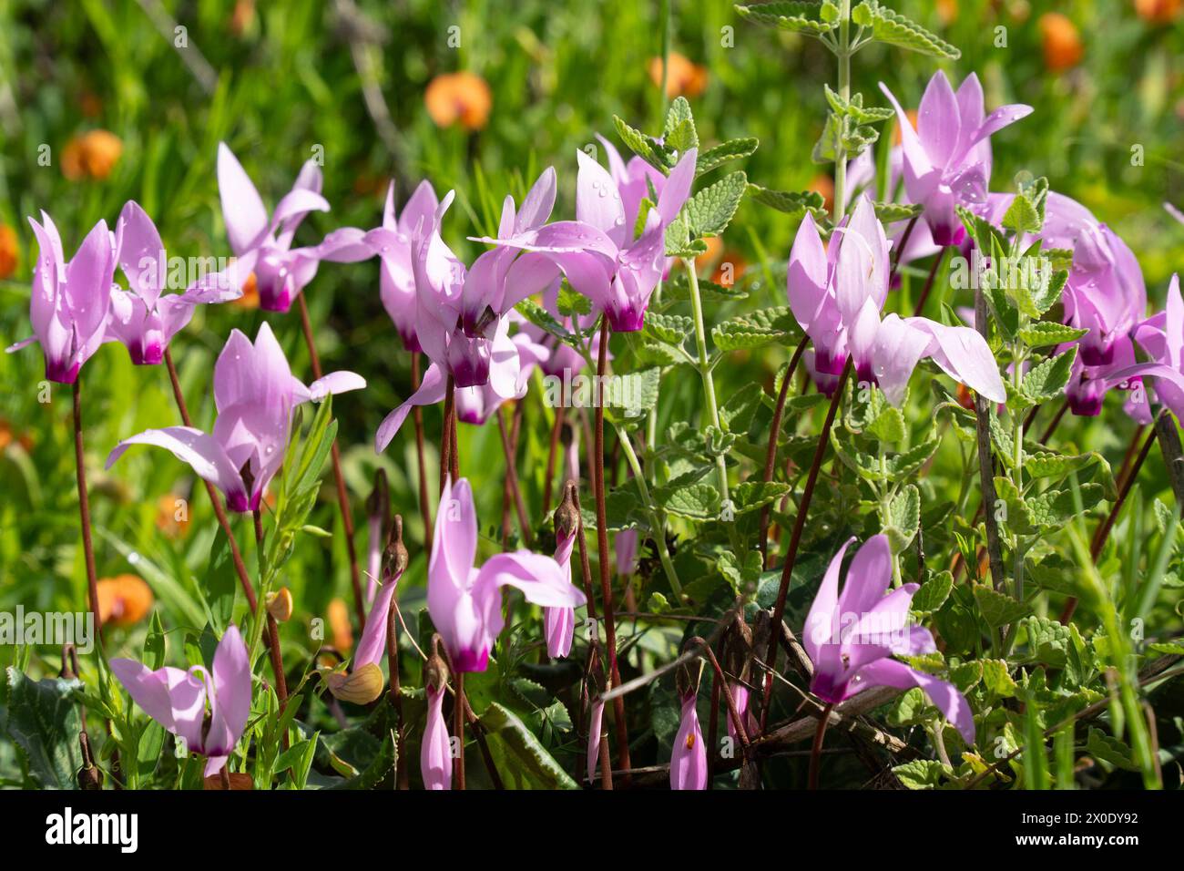 Una macchia di ciclamini rosa selvaggi in un prato soleggiato in Israele, in una giornata primaverile. Foto Stock
