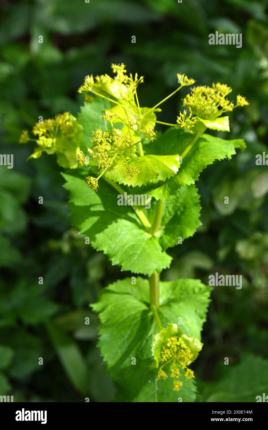 Fiori primaverili gialli e bratti di Smyrnium perfoliatum / perfoliate alexanders nel giardino inglese di aprile Foto Stock