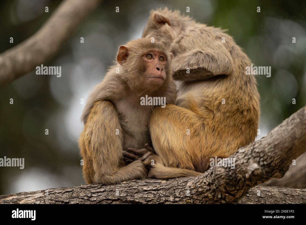 Rhesus macaque baby in cura nel Parco Nazionale di Corbett in India Foto Stock