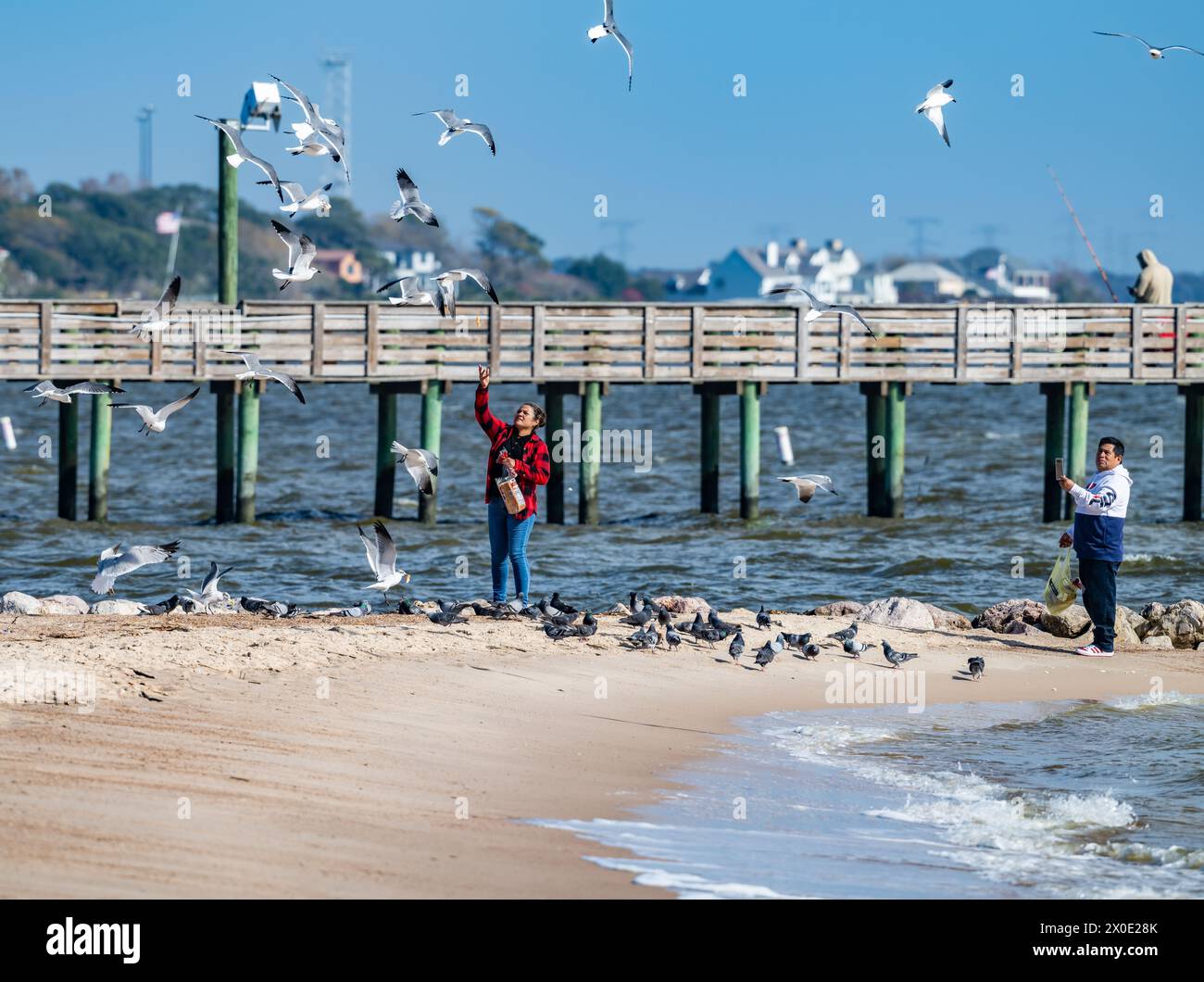 Una donna che dà da mangiare ai gabbiani sulla spiaggia. Galveston, Texas, Stati Uniti. Foto Stock